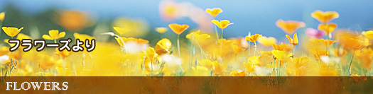 Flowers �t�����[�Y���